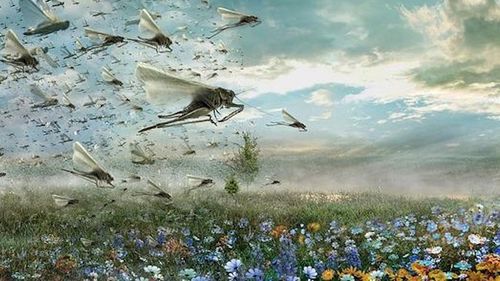 Invazie de lăcuste în Republica Moldova / Un milion de lăcuste pot consuma într-o zi o tonă de hrană, frunze sau părți verzi din plante