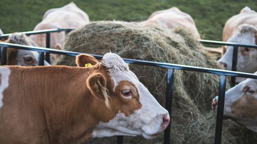 Fermierul Cristian Chișmorie din Arad a fost reținut de DNA pentru o schemă de fraudare a aproape un milion de euro din fonduri europene / El e acuzat că ar fi obținut ilegal subvenții pentru vaci Aberdeen Angus