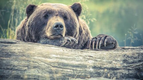 Mesaj RO-Alert pentru localnicii şi turiştii din staţiunea Buşteni, unde a apărut un urs / În urmă cu două zile, un alt urs a apărut în Sinaia