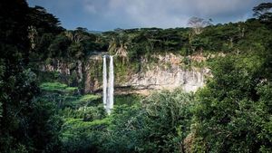 STUDIU Alertele prin satelit s-au dovedit utile în lupta împotriva tăierilor ilegale de păduri din Africa