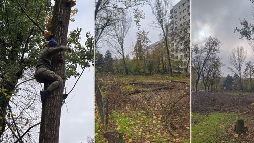 FOTO 14 arbori defrișați pe Bulevardul Nicolae Grigorescu din Sectorul 3. Poliția Locală verifică legalitatea tăierilor / Martorii reclamă că au fost amenințați / UPDATE: Amenzi dure de 20.000 de euro
