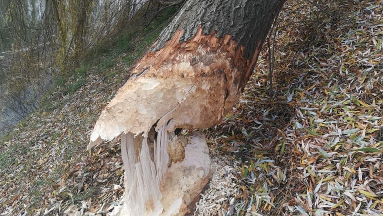 O salcie roasă de castori a căzut peste patru mașini, în municipiul Sibiu