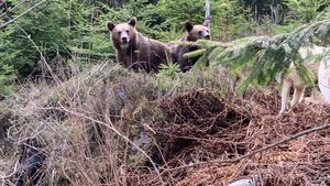 Doi ursuleţi, rămaşi orfani după ce mama lor a fost împuşcată, vor creşte la sanctuarul de la Zărneşti / Ursoaica a fost împușcată după ce a intrat în două gospodării din Vatra Dornei