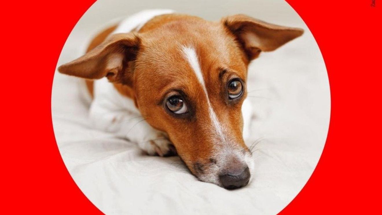 Campania electorală din Cehia, zguduită de un scandal în care e implicată o apropiată a fostului premier Babiš  / Margita Balaštíková e acuzată că a încercat să angajeze un asasin pentru a ucide câinele noii iubite a fostului ei soţ