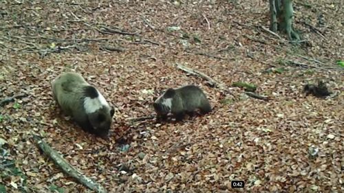 Fundaţia Conservation Carpathia: Soluţiile privind gestionarea populaţiei de urşi să includă prevenţie, intervenţie şi educaţie ţintită