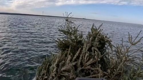 VIDEO Acțiune ecologistă inedită în Bihor: Brazi de Crăciun, aruncați într-un lac, pentru a deveni adăpost pentru pești