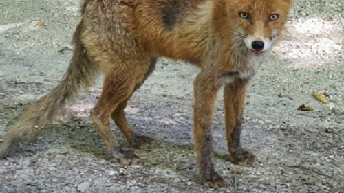 VIDEO O vulpe ”cerșește” mâncare la Cota 1.400 din Sinaia / ”Animalul este foarte slab și nu refuză de mâncare”