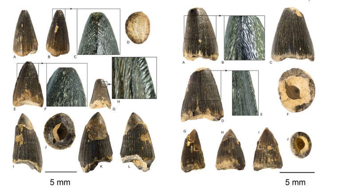 Dinţii crocodililor care au trăit în urmă cu zeci de milioane de ani la Turnu Roşu, expuşi la muzeul de Istorie Naturală din Sibiu / A fost nevoie de mai bine de 100 de ani pentru identificarea lor la nivel de subgrup