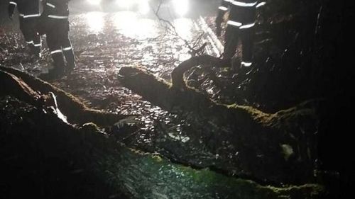 Copac căzut pe firele electrice în curte la Spitalul de Psihiatrie din Târgu Mureş