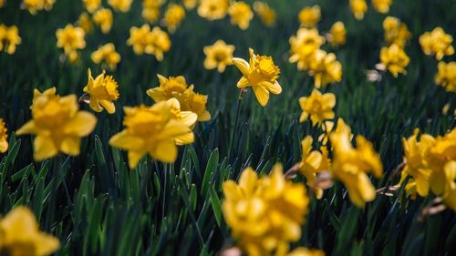 Festivalul Narciselor de la Vad, în Țara Făgărașului, va avea loc pe 14 mai