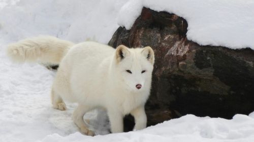 Vulpile polare au făcut o revenire spectaculoasă în Scandinavia, dar soarta speciei nu este încă sigură, anunță cercetătorii norvegieni/ Prădătorii și lipsa diversității genetice sunt principalele amenințări