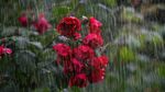 METEO: Ploi și vijelii astăzi în mai multe județe și în Capitală