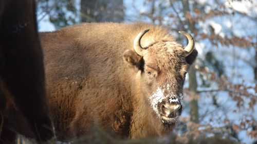 Prima rezervaţie de zimbri din Maramureș va fi înfiinţată în comuna Băiuţ