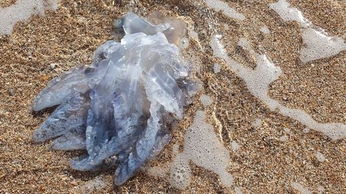 O invazie a meduzelor în zonele de coastă venezuelene, motiv de îngrijorare pentru cercetători