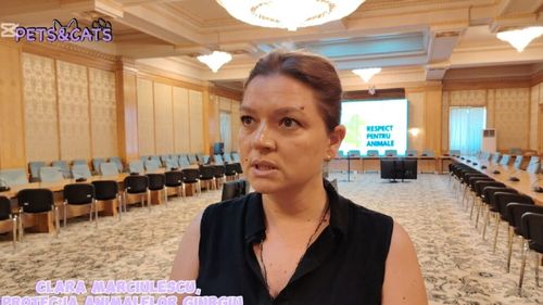 VIDEO | „Afacerea Maidanezul nu trebuie să mai existe” – Clara Marciulescu trage un semnal de alarmă în Parlament