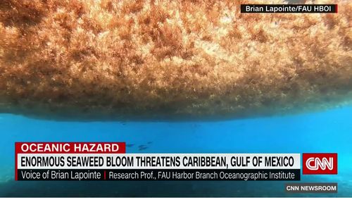 O „pătură” de alge marine de două ori mai mare decât suprafața Statelor Unite se îndreaptă spre Florida