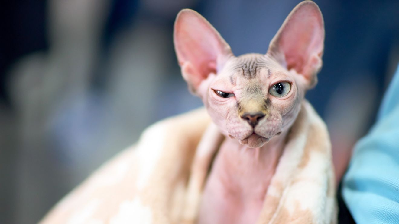 200 de pisici din 21 de rase la WCF International Cat Show, în weekend, la Timișoara / Competiția aniversează 10 ani de la prima ediție