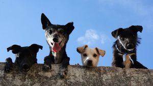 Primul studiu din lume despre reacția câinilor la vocea stăpânilor. Ce au descoperit oamenii de știință în creierul animalelor de companie când le vorbești