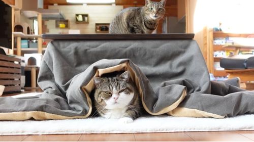 Maru, cea mai urmărită pisică din istoria platformei YouTube, a murit la 18 ani (VIDEO)