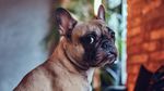 Daune morale de 2.000 de lei din polița RCA pentru proprietarul unui câine / Stich Jr., un bulldog francez, a fost lovit pe trecerea de pietoni / Judecătorii au invocat Convenția Europeană a Drepturilor Omului