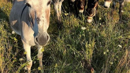 Un frizer sibian și-a deschis fermă de măgăruși lângă Sibiu / „Am observat interesul oamenilor în a ne vizita și în a cumpăra laptele de măgăriță, un adevărat elixir și sursă de sănătate”