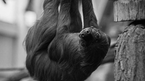 Un leneş cu două degete, considerat cel mai bătrân din lume, a murit la 54 de ani într-o grădină zoologică din Germania