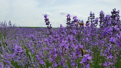 "Lavanda Fest" se desfășoară în Brașov / Peste 50 de producatori de lavandă și artizani din toată țara sunt prezenți pe malul Lacului Noua / Evnimentul este dedicat lavandei