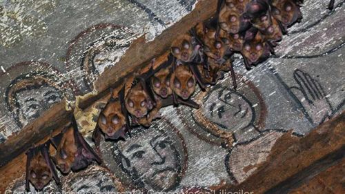 O colonie cu 200 de lilieci din două specii protejate a fost descoperită într-o bisericuță de lemn din județul Sălaj