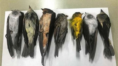 Experţi naturalişti din New Mexico au anunţat că păsările din regiune mor în număr alarmant, posibil „sute de mii”