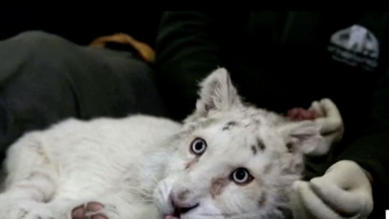Medicii veterinari din Grecia se luptă să salveze viaţa unui pui de tigru alb. Felina a fost aruncată la pubela din parcarea grădinii zoologice din Atena