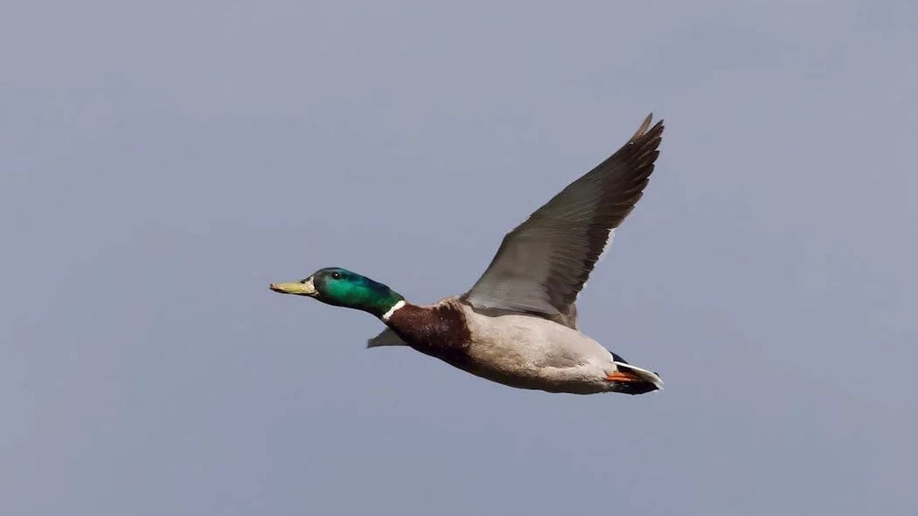 O raţă din Elveţia, înregistrată de un radar pentru "exces de viteză": zbura cu 52 de km pe oră  într-o zonă în care viteza este limitată la 30 de km pe oră