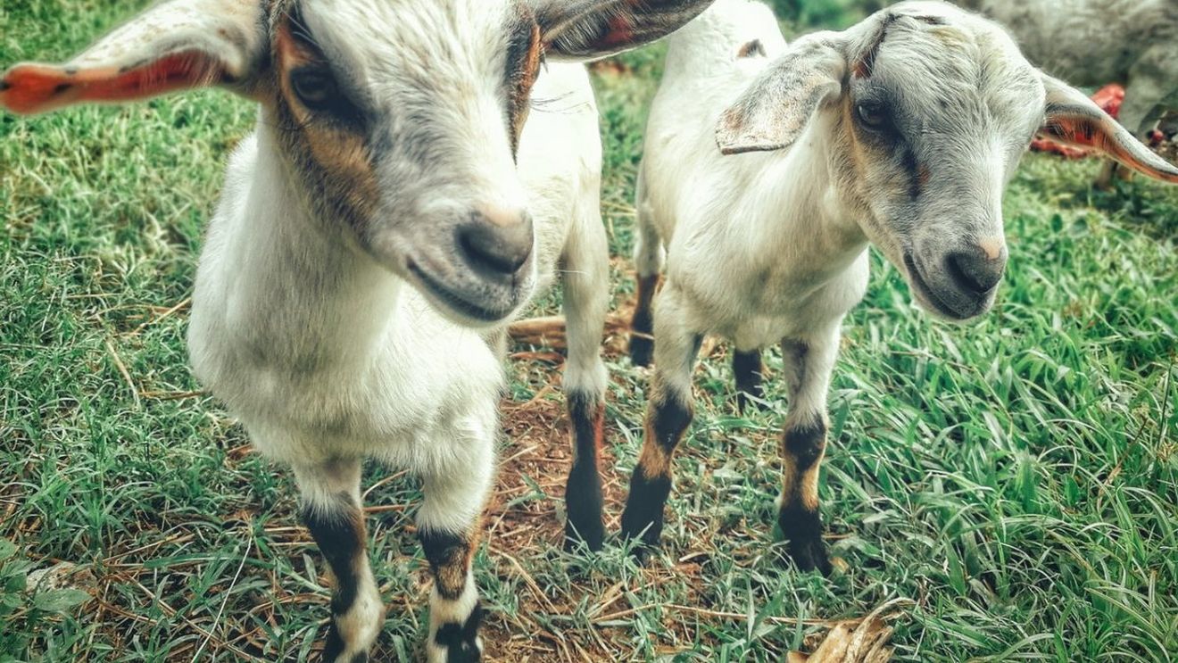 SUA: Un oraș din zona Detroit aprobă sacrificiul de animale din motive religioase