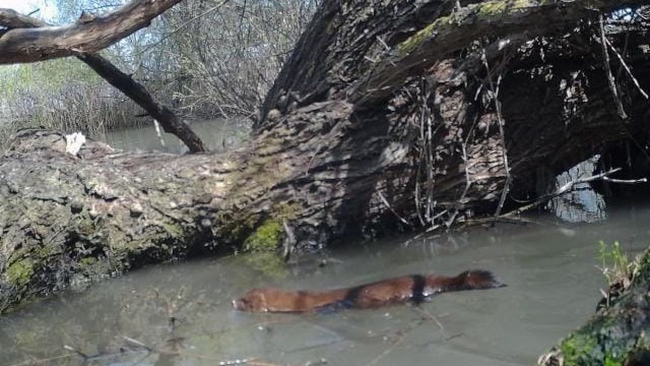 Exemplare de nurcă europeană, identificate de specialiști în Rezervația Biosferei Delta Dunării