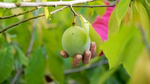 Locul din București unde se găsește „banana nordului” / Este ecologică, iar un kilogram costă între 40 și 60 de lei / Ce gust are