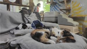 Un adăpost de pisici din Harkov oferă sprijin animalelor abandonate sau rănite pe front. Felinele participă și la sesiuni de „terapie” pentru soldații ucraineni