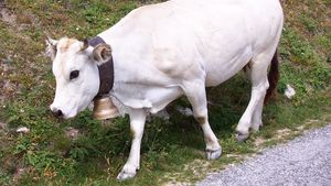 "Au murit ca muștele” / 50 de vaci au murit pe un câmp în Italia, în câteva minute, din cauza intoxicației cu sorg / Planta dezvoltă substanțe toxice atunci când este tânără și în condiții de secetă