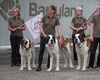 Câinii Saint Bernard continuă să patruleze Alpii elvețieni. Un muzeu unic le păstrează vie istoria și tradiția