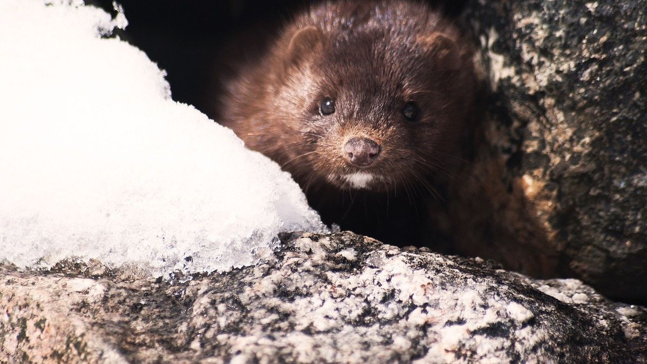 Mai multe state UE cer „interzicerea permanentă” a creșterii animalelor pentru blană, România se opune