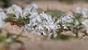 Botaniștii au identificat 33 de locuri pe planetă unde se găsesc mii de specii de plante necunoscute, majoritatea în pragul extincției. Ar putea conține indicii pentru viitoare descoperiri de medicamente, combustibili sau alte inovații