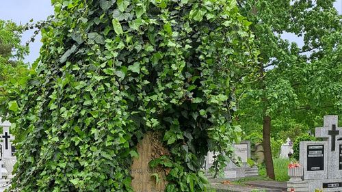 Absolvenți ai Colegiului ”Brukenthal” din Sibiu s-au strâns din Germania pentru a curăța zona istorică a cimitirului municipal / ”Mormintele spun poveștile oamenilor care au modelat orașul nostru”