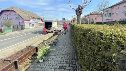 Primăria Copșa Mică face apel la locuitori să nu mai fure florile din oraș / ”Vă rugăm să ne ajutaţi să păstrăm intacte aceste mici oaze de culoare din oraş”