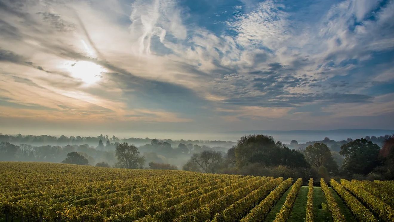 Povestea unui producător francez de vinuri care vinde în Marea Britanie, deoarece regulile UE nu permit metoda pe care o folosește