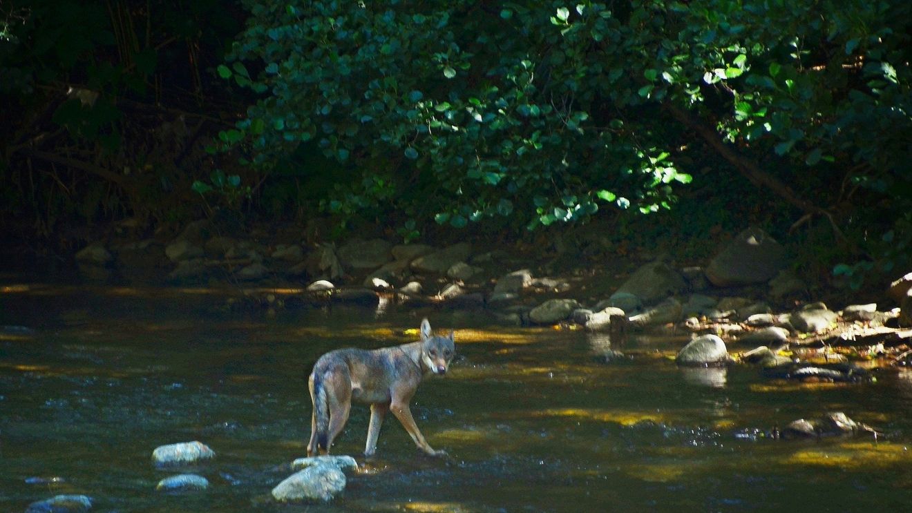 Un lup, împuşcat pentru prima dată într-o regiune din nordul Italiei / Decizia a venit după ce zeci de rumegătoare au fost ucise pe o păşune alpină / Un alt lup e căutat de vânători