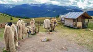 UPDATE Percheziții DIICOT la o stână din județul Brașov, unde un copil a fost agresat de proprietar și obligat să muncească în condiții de sclavie / Bărbatul ar fi fost vicepreședintele organizației locale PSD