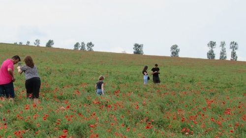Un câmp cu maci din Iași, invadat de oamenii curioși. Florile au fost călcate în picioare