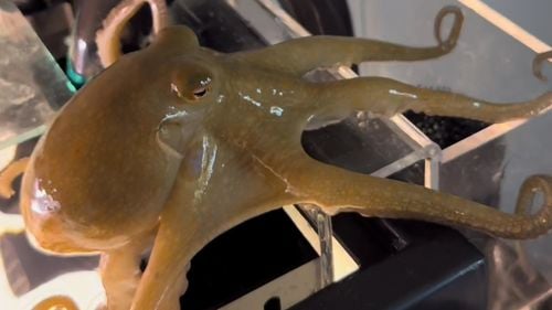 Un băiat din Statele Unite s-a ales cu 50 de caracatițe după ce familia a cumpărat un animal de companie, o caracatiță gestantă