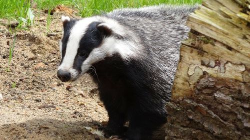 Un important tezaur de monede romane, găsit de un bursuc înfometat / Se crede că animalul a dezgropat comoara în timp ce căuta cu disperare hrană