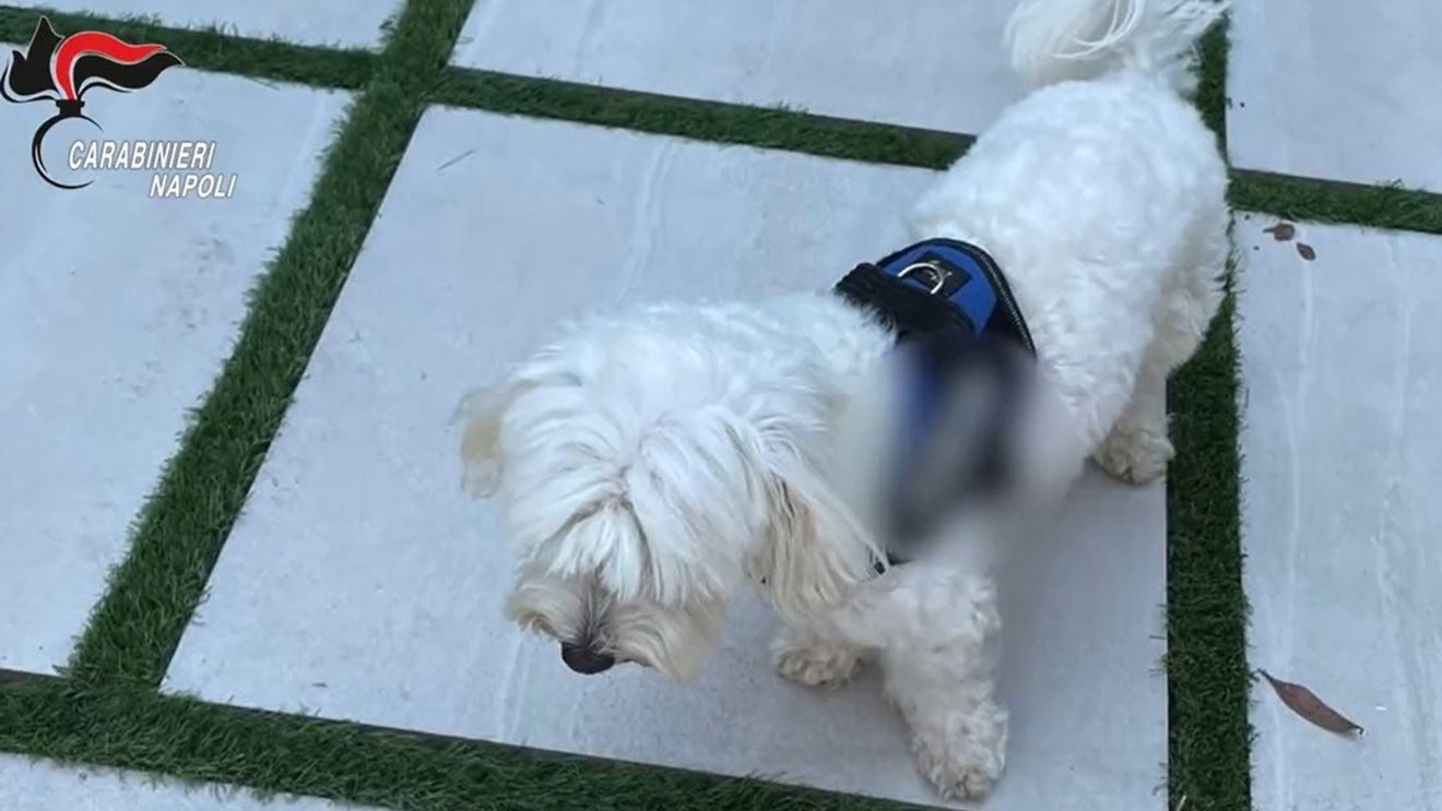 Un cap al Camorrei napolitane, Luigi Cacciapuoti, arestat de carabineri într-o vilă somptuoasă la Villaricca, la periferia Napoli, mulţumită unui caniş