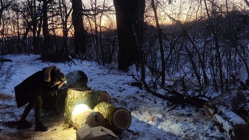 Turnul Sfatului: Lilieci tăiați cu drujba în parcul Sub Arini din Sibiu / Mamiferele protejate de lege trăiau în scorburile unor arbori puși la pământ