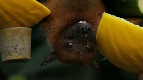 Caz rar de deces din cauza rabiei, în SUA: Un bărbat din Minnesota care a intrat în contact cu un liliac în iulie a murit